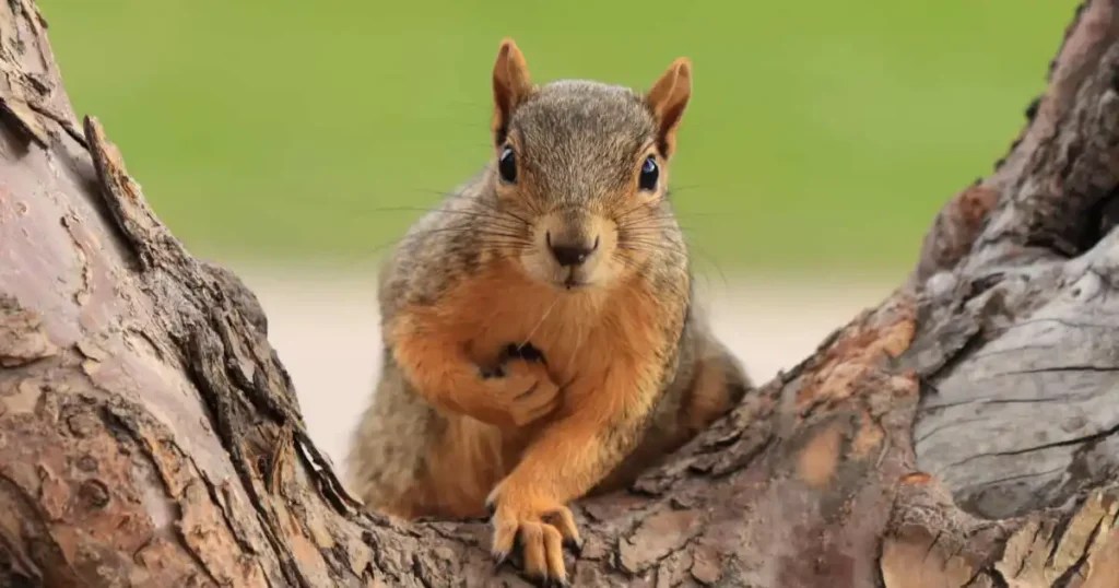 What Do Squirrels Sound Like A Guide to Identifying Noises
