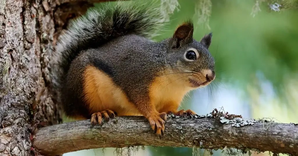 What Do Squirrels Sound Like A Guide to Identifying Noises