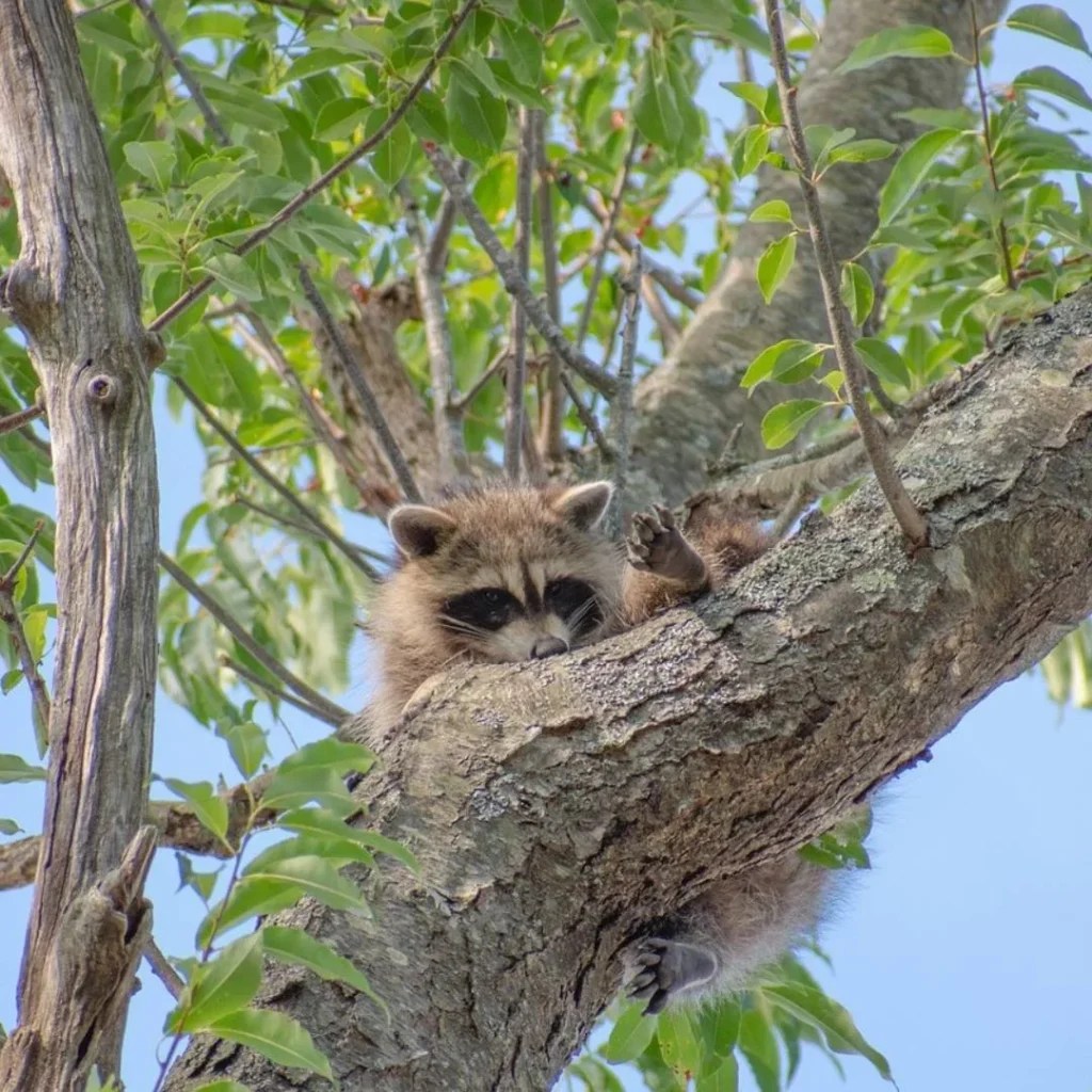 Do Raccoons Climb Trees? Critter Stop
