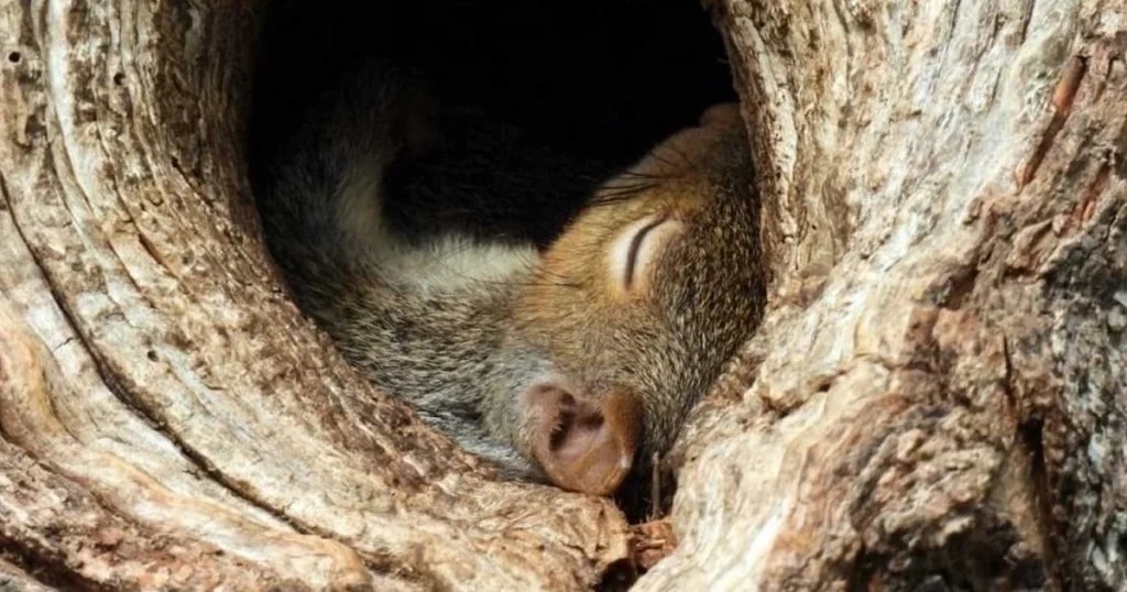 Do Ground Squirrels Hibernate? Demystifying Ground Squirrel Hibernation