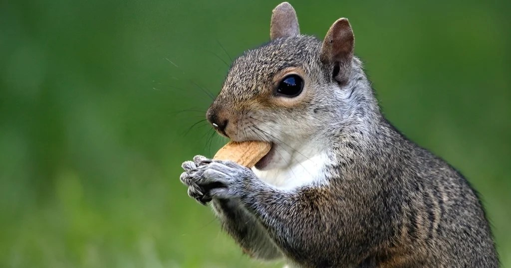 Do Squirrels Dig Holes? Exploring Squirrel Behavior and Habitat