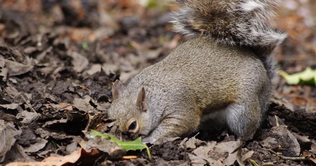 Do Squirrels Dig Holes? Exploring Squirrel Behavior and Habitat