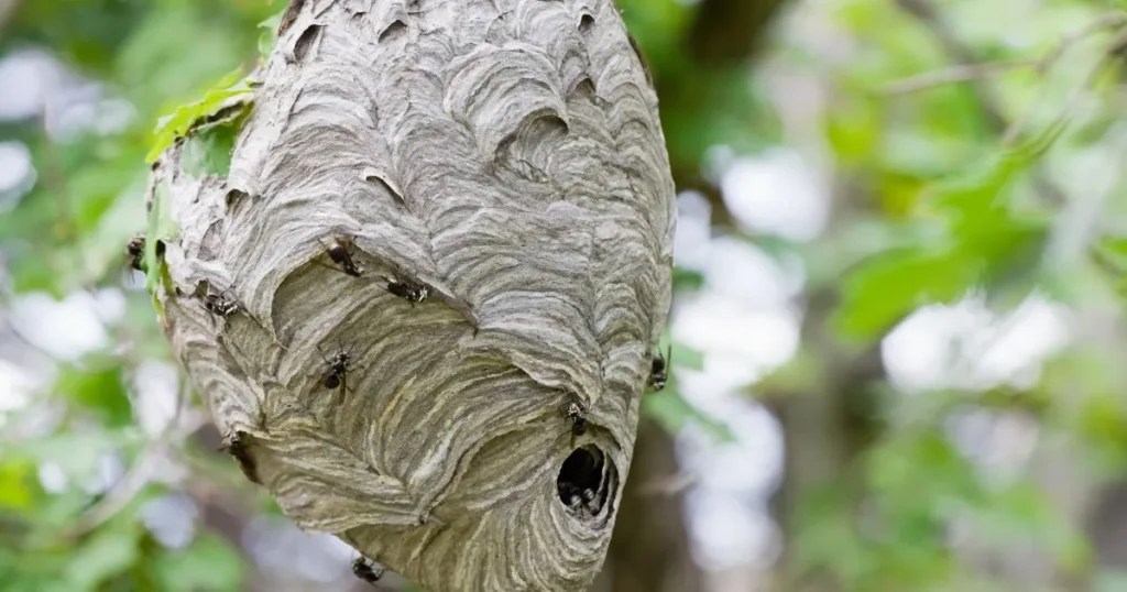 How to Keep Away Tips and Tricks for a StingFree Environment