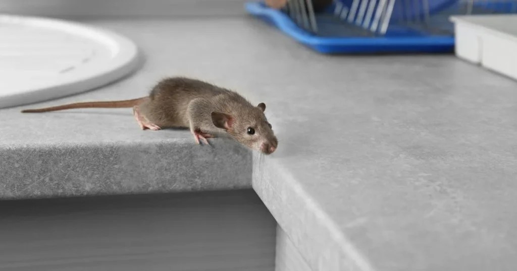 How Long Can Mice Live Without Food Facts and Figures Critter Stop