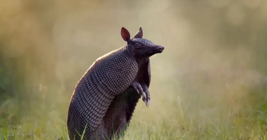 Armadillo Removal Effective Methods for Getting Rid of Armadillos