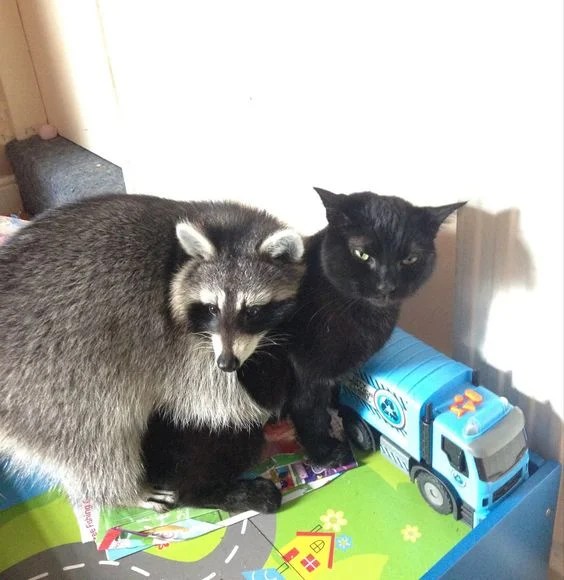 Can Cats and Raccoons Mate? Exploring the Facts about Raccoon and Cat