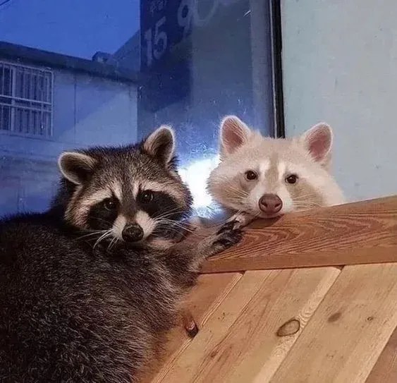 Can We Truly Domesticated Raccoon? Insights and Challenges Critter Stop