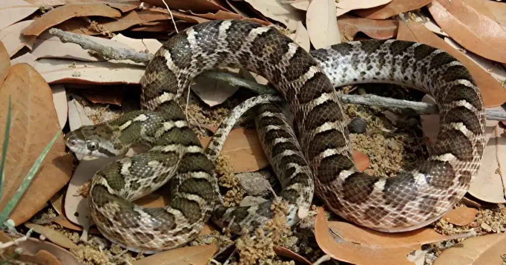 Where do Snakes Go in the Winter? Critter Stop