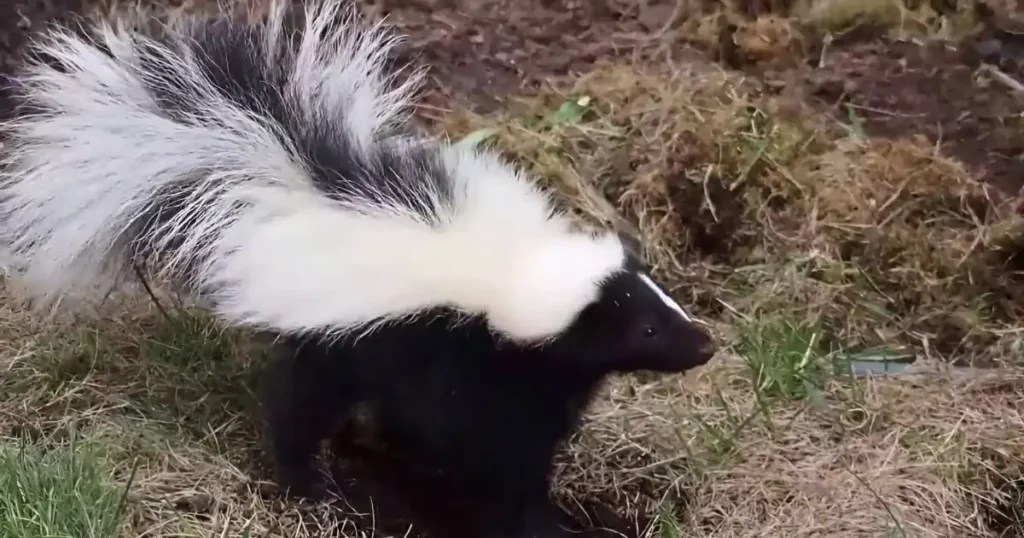 Skunk Sounds Critter Stop