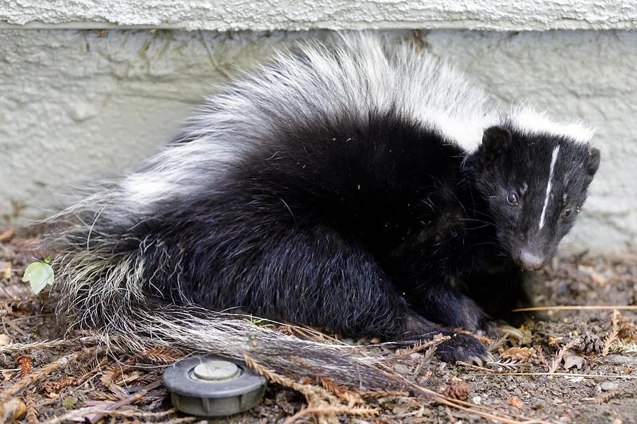 What Does Skunk Smell Like A Clear and Knowledgeable Explanation