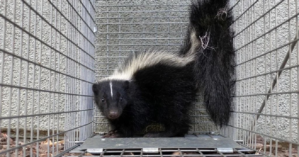 How to Get a Skunk Out of a Live Trap Expert Tips and Tricks Critter