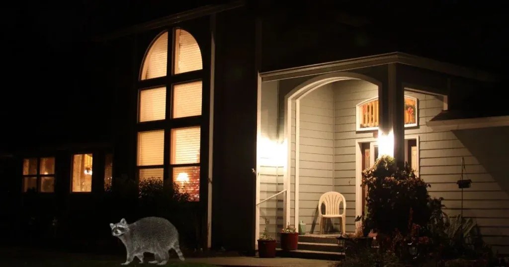 Will a Porch Light Keep Raccoons Away? An InDepth Guide Critter Stop