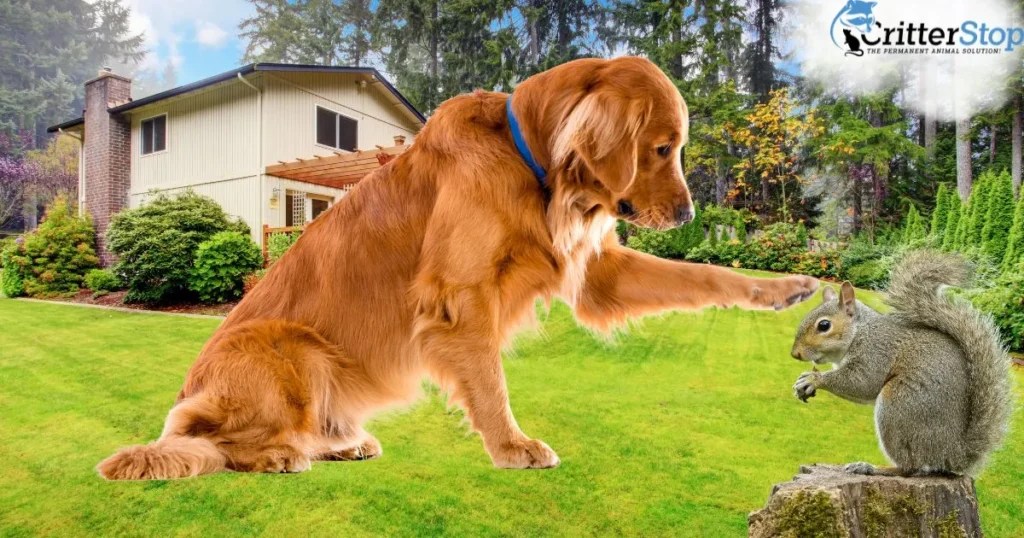 Dogs and Squirrels A Comprehensive Guide to Interactions, Risks, and