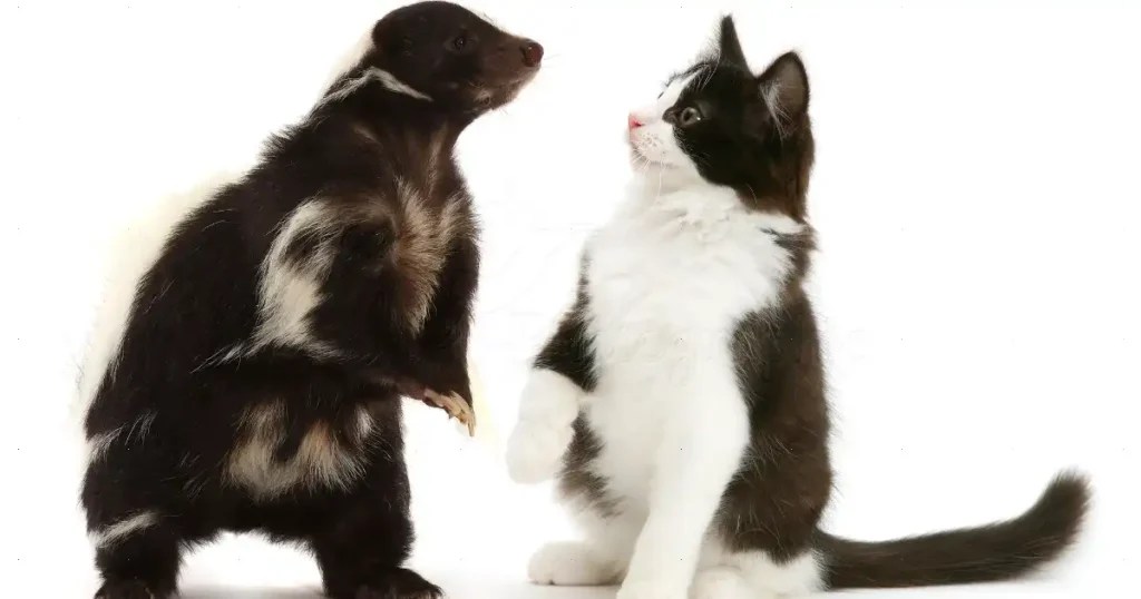 Cat Sprayed by Skunk Comprehensive Guide to Remedy and Prevention