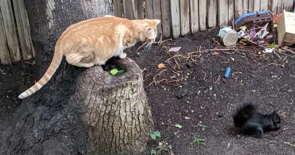 Cats and Squirrels Understanding Their Interactions and Behaviors