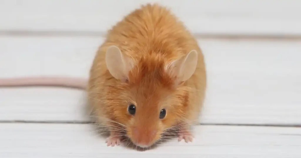Does Cinnamon Repel Mice? The Truth About Using Cinnamon as a Mouse