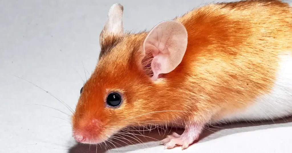 Does Cinnamon Repel Mice? The Truth About Using Cinnamon as a Mouse