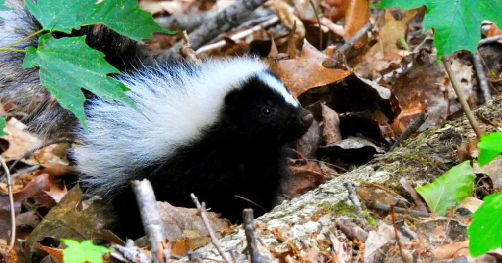Understanding and Managing a Skunk Nest Critter Stop