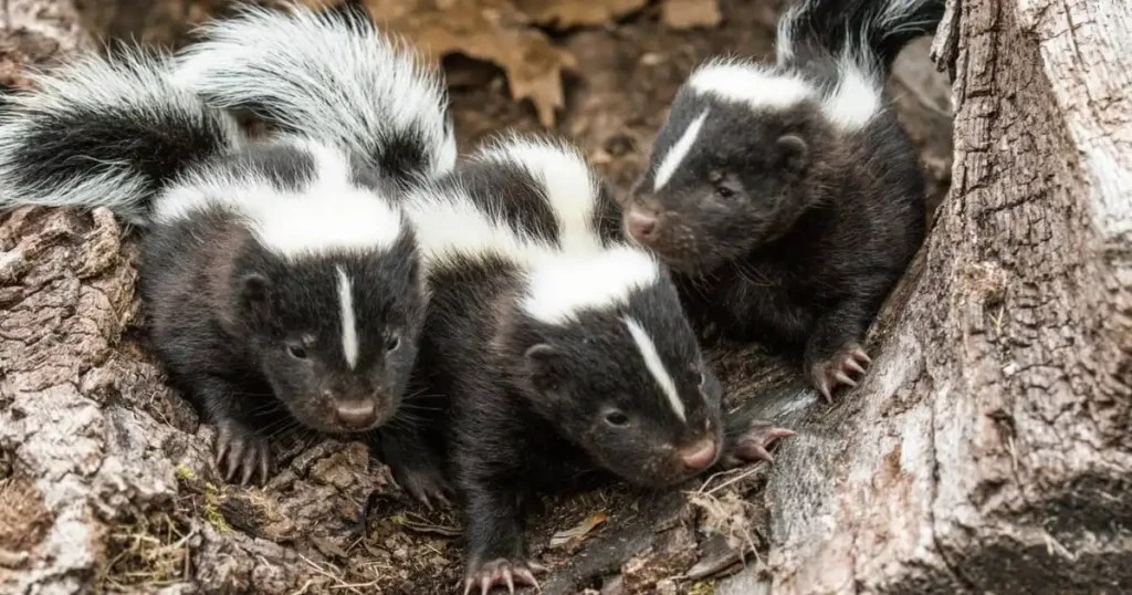 Understanding and Managing a Skunk Nest Critter Stop