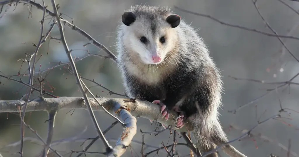 Where Do Opossum Sleep? A Comprehensive Guide Critter Stop