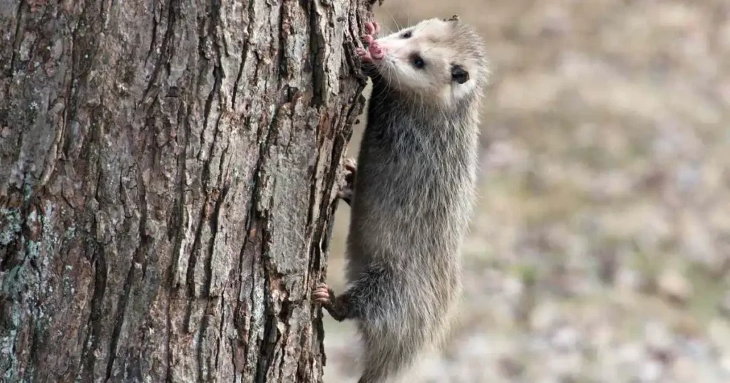 Where Do Opossum Sleep? A Comprehensive Guide Critter Stop