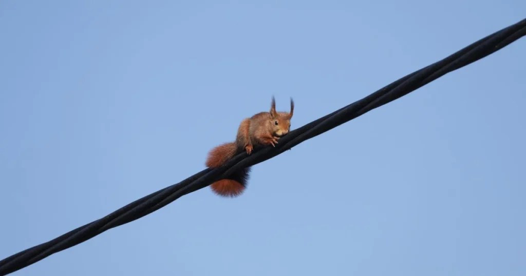 How Can Squirrels Walk on Power Lines Unique Abilities