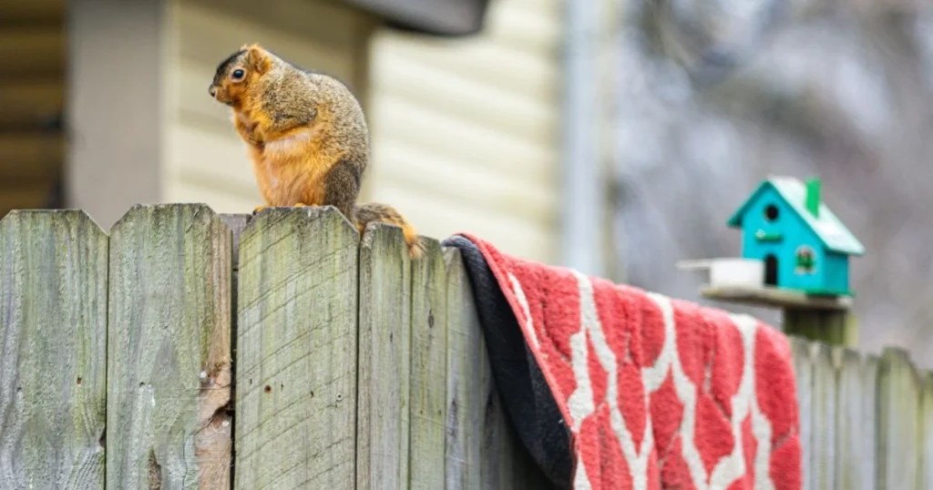 Fencing to Keep Squirrels Out of Garden Effective Strategies