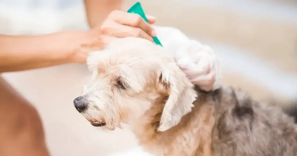 Flea Larvae on Dog Critter Stop