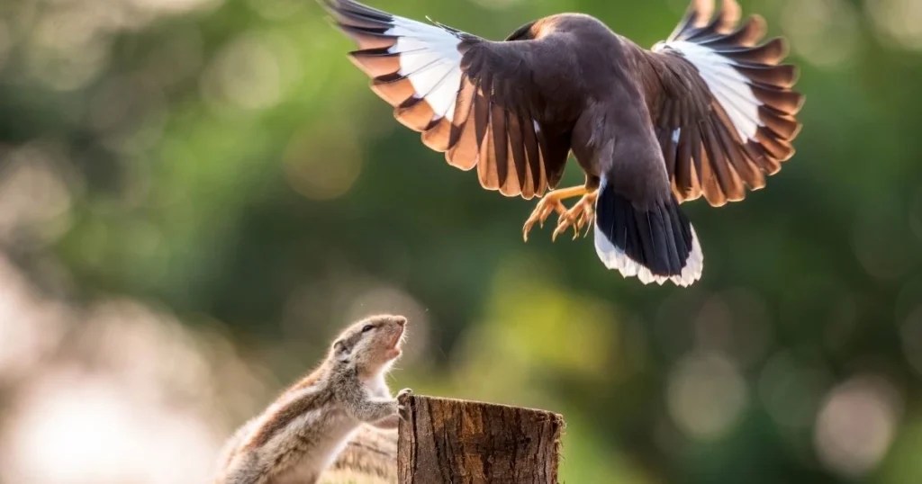 Do Birds and Squirrels Get Along? Critter Stop