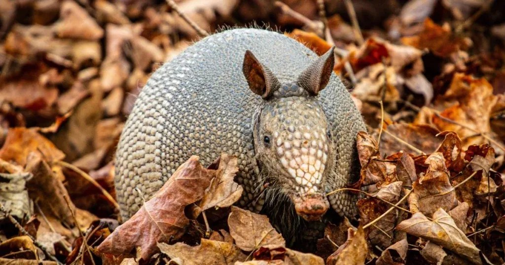 What Animals Eat Armadillos Natural Threats To These Animals