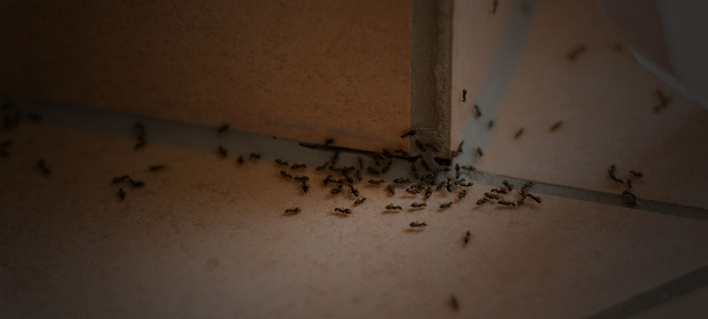 Pest Control Service Rodent Control, Pest Extermination Croach