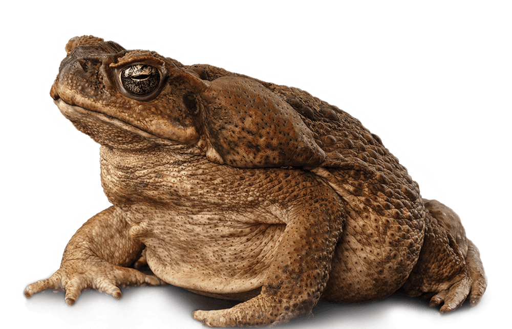 About Croaked Croaked Cane Toad Control