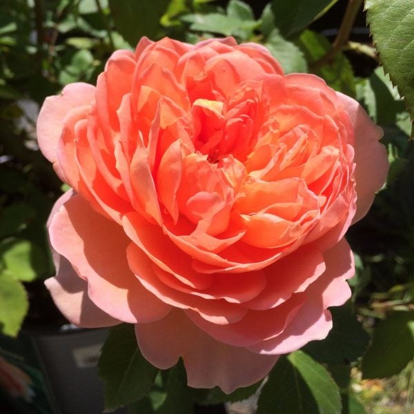 Outstanding Roses! Crocker Nurseries