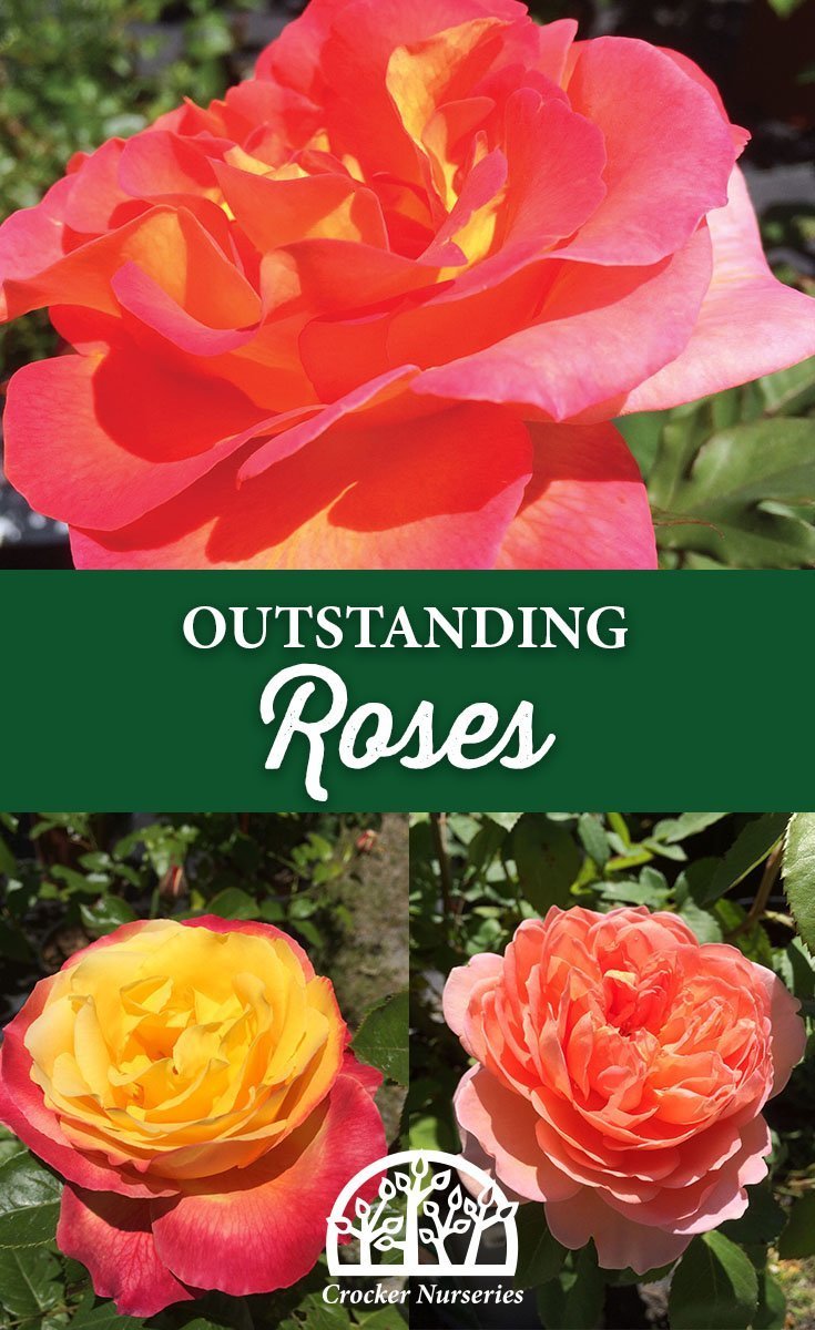 Outstanding Roses! Crocker Nurseries