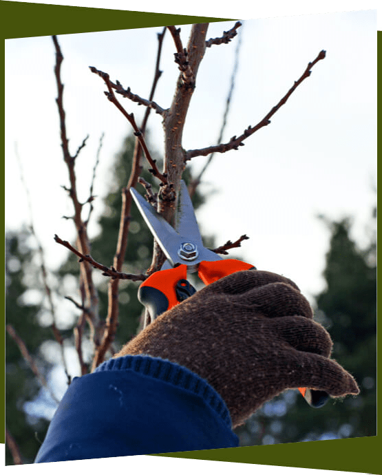 Tree Trimming & Tree Pruning Resources Croft Tree Experts
