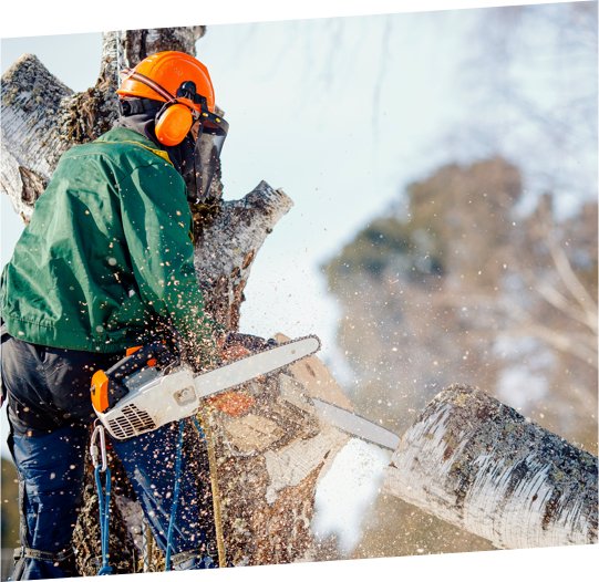 Ottawa Arborist Service Tree Removal Ottawa Croft Tree Experts