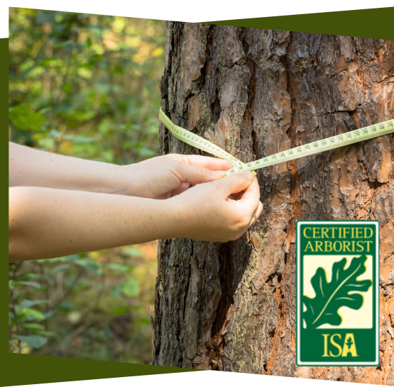 City of Ottawa Tree Removal Permits Croft Tree Experts
