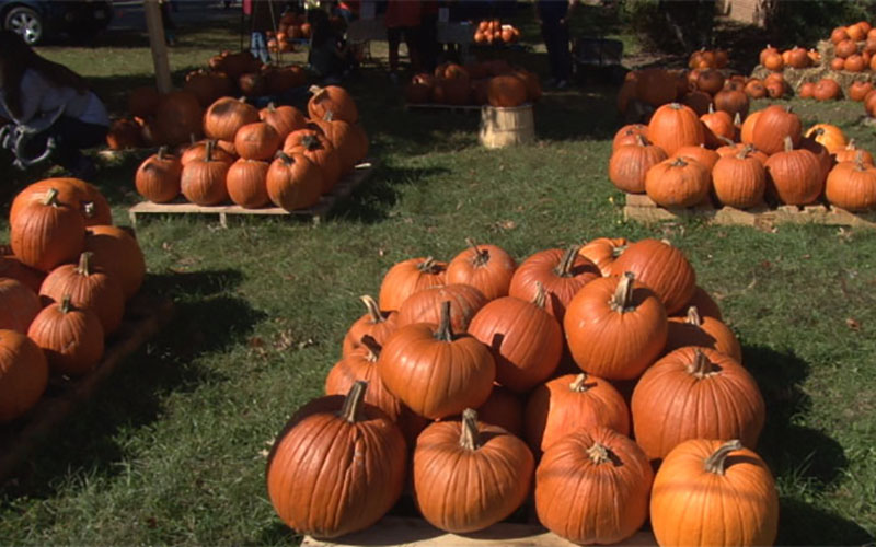 Navajo farm and East Coast church connected by pumpkins Cronkite News