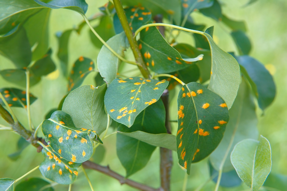 Rust diseases causes, symptoms, and treatment Cropaia