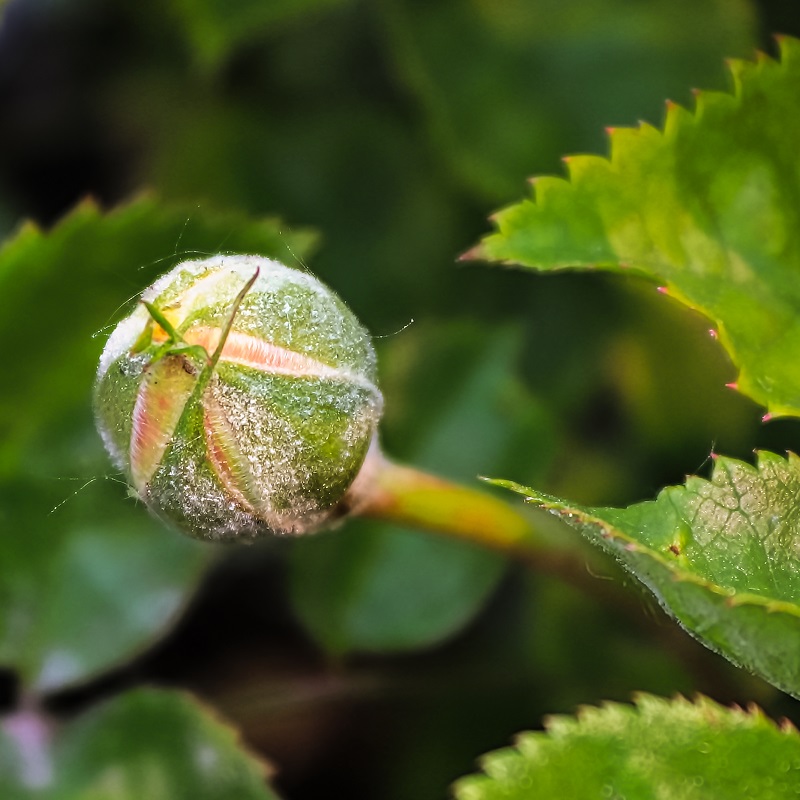 Powdery mildew Cropaia