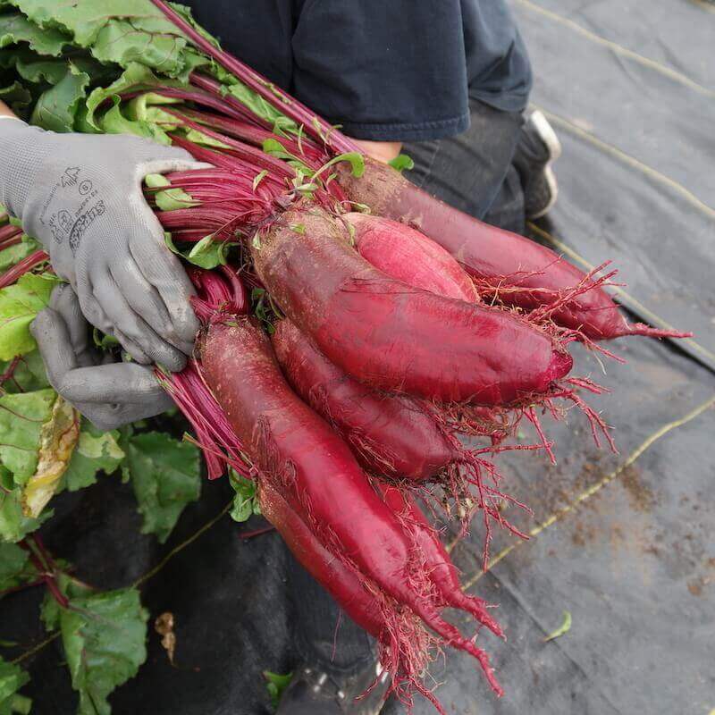 Growing Beets Crop Circle Farms Grow Big, Beautiful Beets