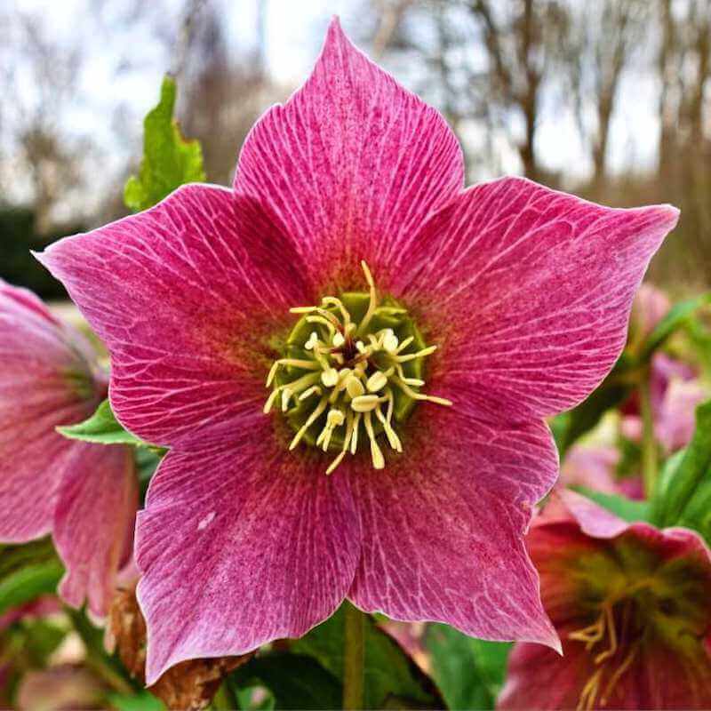 Growing Flowers For Profit the new cash crop, cut flowers