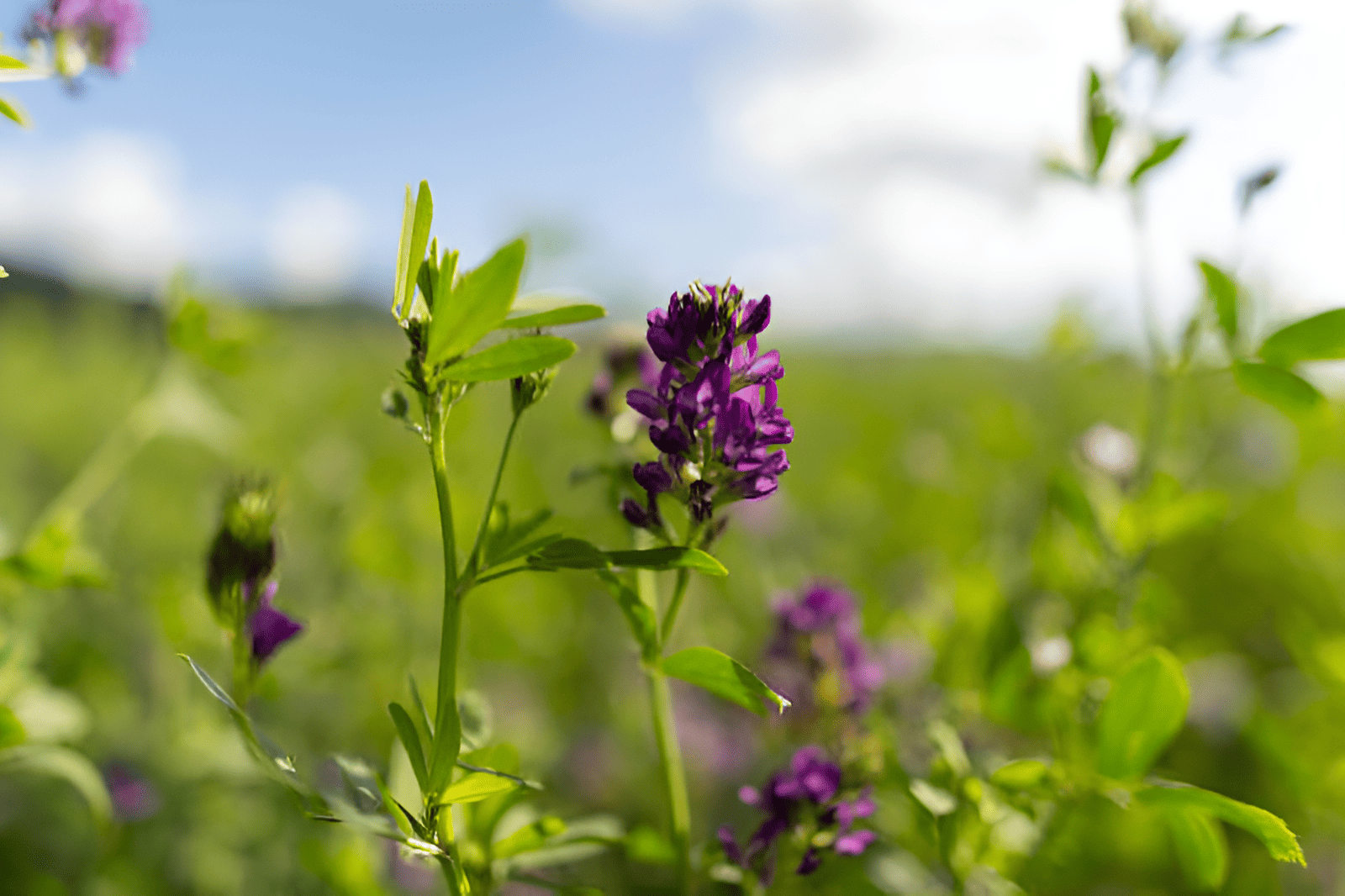 Breaking Ground Alfalfa Cover Crops
