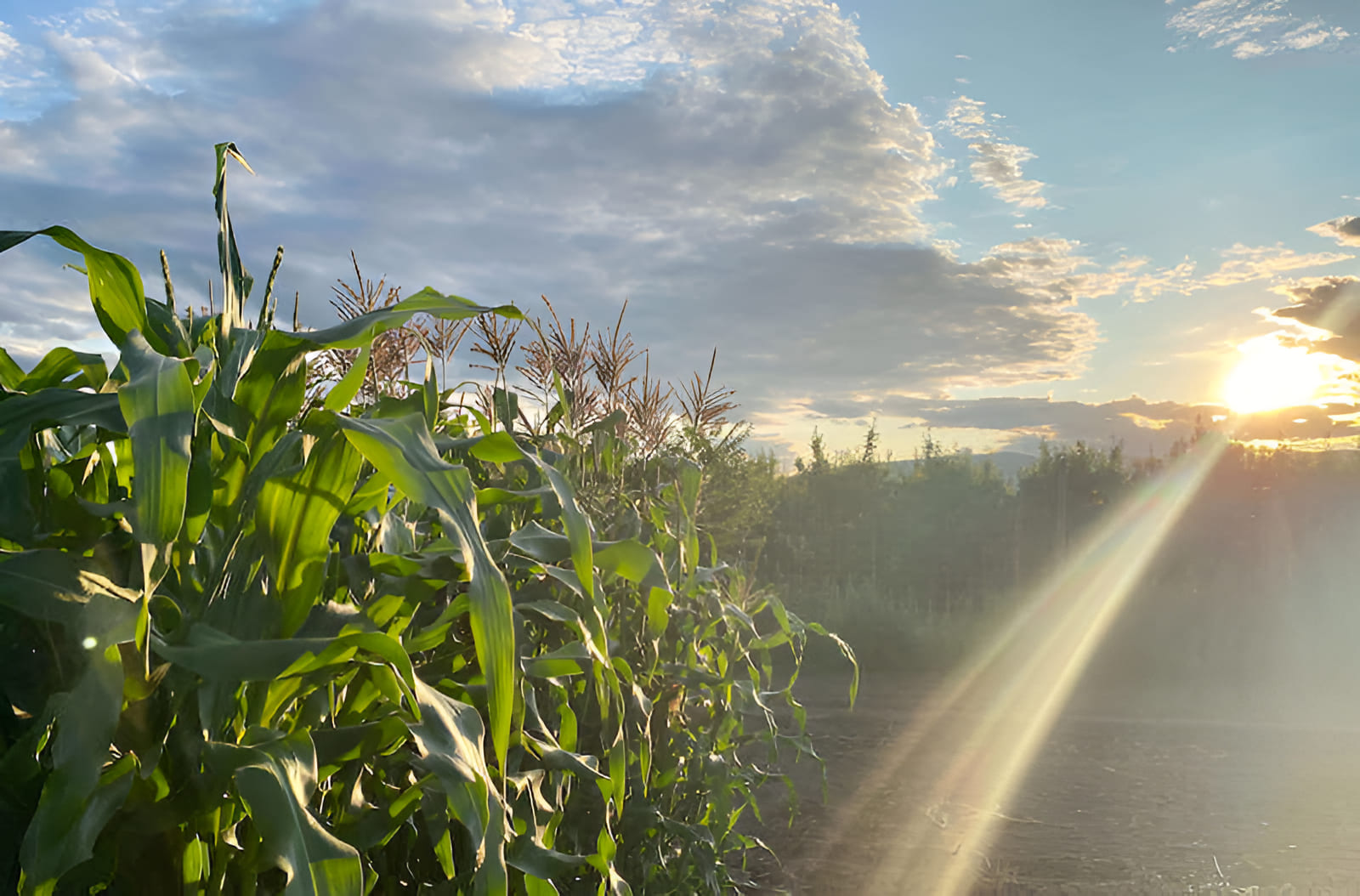 Growing Corn Crop Circles Double Corn Production