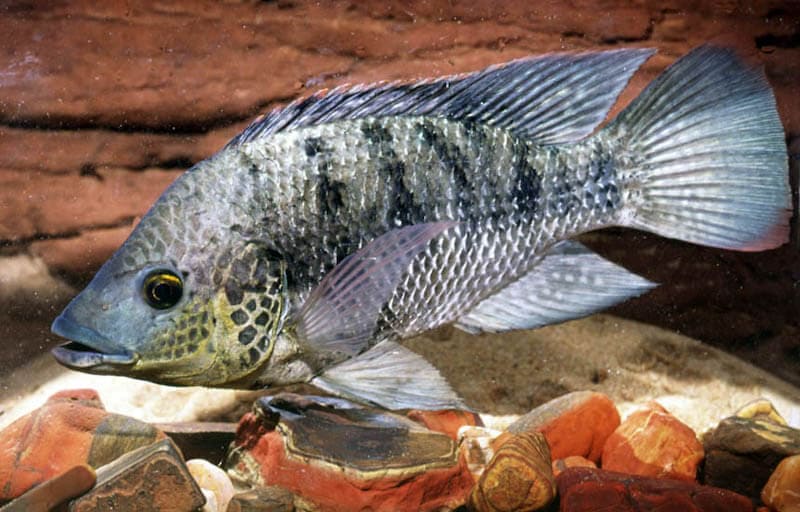 Tilapia The 1 Farmed Fish In The World