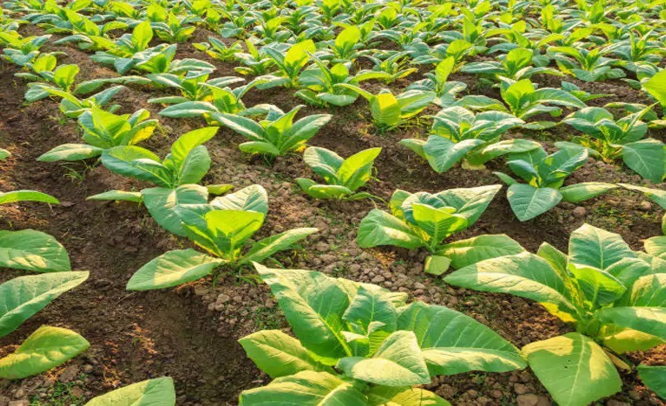 Types of Crops Classification and Basics of Agriculture CropForLife