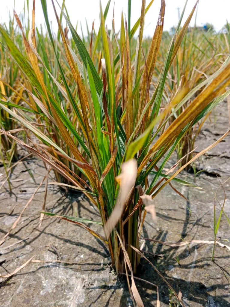 Zinc Deficiency or Khaira Disease in Rice.