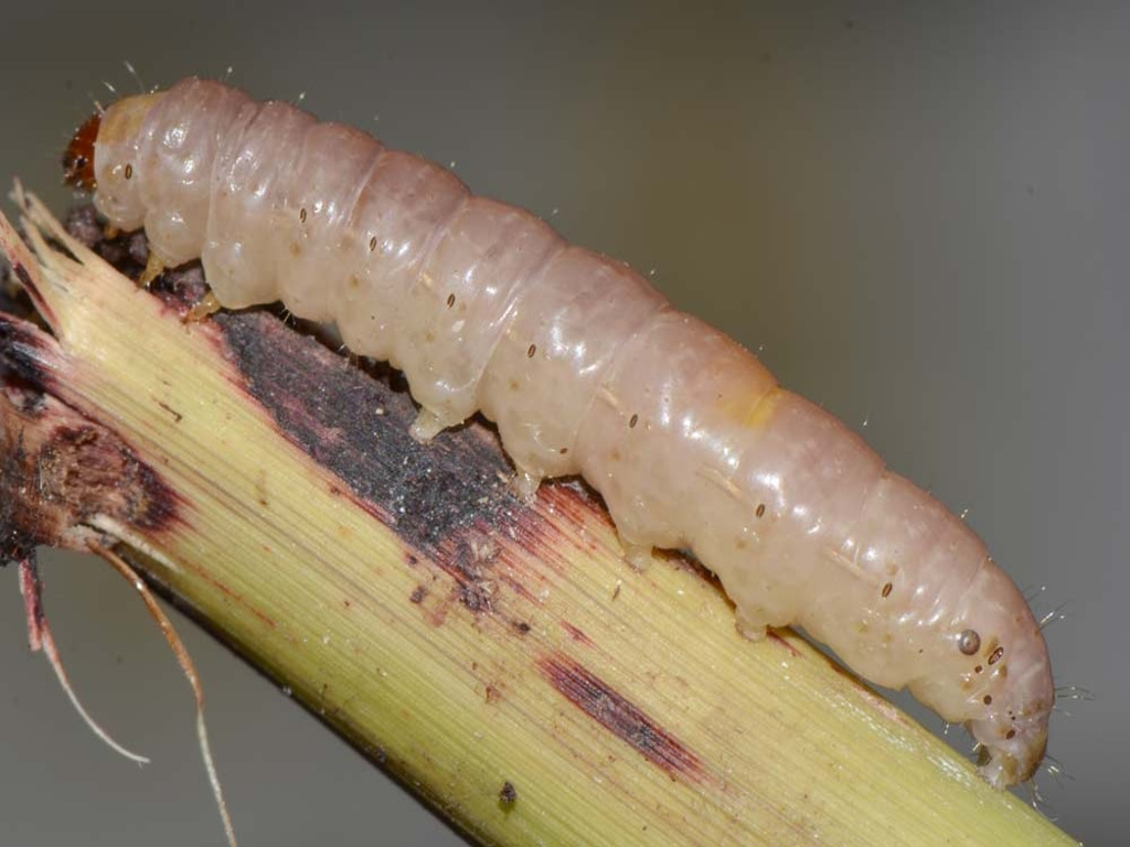 Plant Biotechnology Know your pest Maize stem borer complex