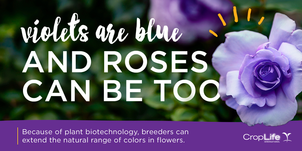 Violets are Blue and Roses Can Be Too CropLife International