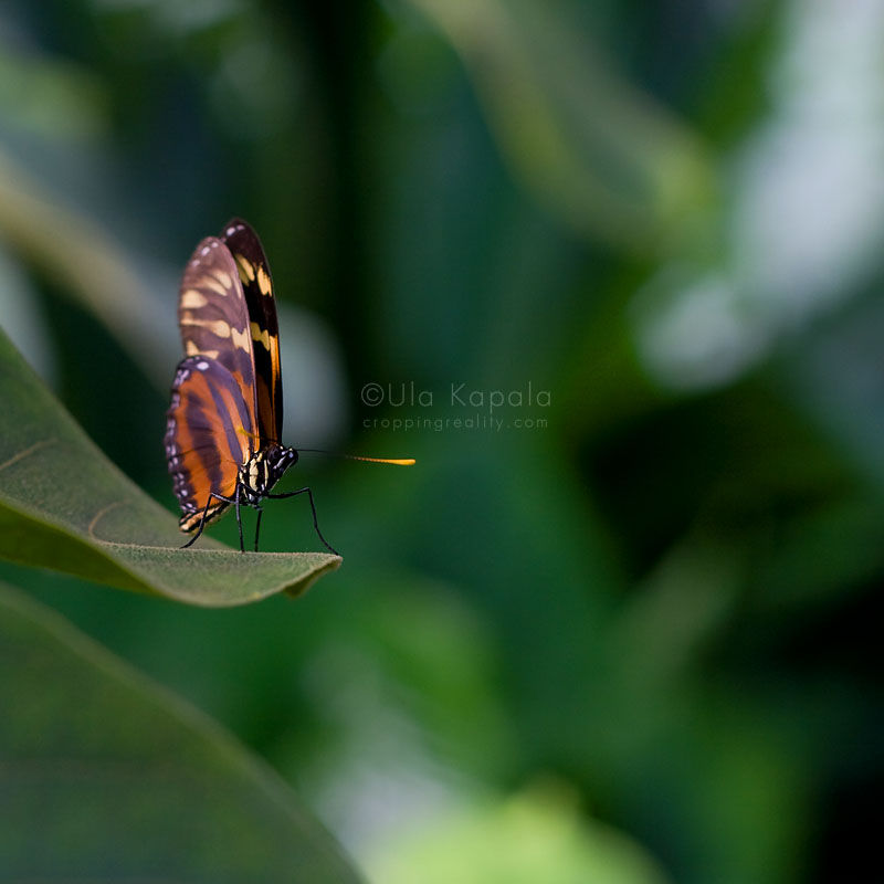 Exotic butterfly Cropping Reality